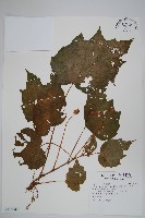 裂葉秋海棠、巒大秋海棠藏品圖，第1張