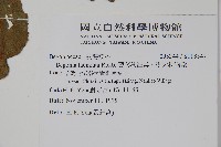 裂葉秋海棠、巒大秋海棠藏品圖，第2張