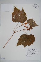 裂葉秋海棠、巒大秋海棠藏品圖，第1張