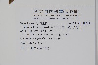 裂葉秋海棠、巒大秋海棠藏品圖，第2張