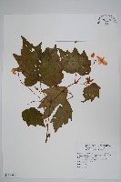 裂葉秋海棠、巒大秋海棠藏品圖，第1張