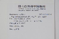 裂葉秋海棠、巒大秋海棠藏品圖，第2張