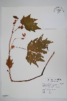 裂葉秋海棠、巒大秋海棠藏品圖，第1張