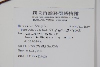 裂葉秋海棠、巒大秋海棠藏品圖，第2張