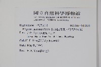 裂葉秋海棠、巒大秋海棠藏品圖，第2張