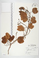 馬鞍藤藏品圖，第1張