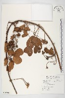 馬鞍藤藏品圖，第1張