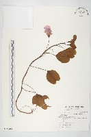 馬鞍藤藏品圖，第1張