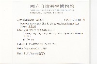 馬鞍藤藏品圖，第2張