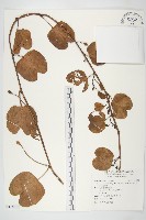 馬鞍藤藏品圖，第1張