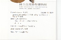 馬鞍藤藏品圖，第2張