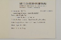 厚葉衛矛, 源一木藏品圖，第2張