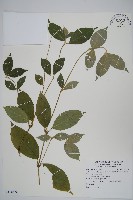 日本牛膝藏品圖，第1張
