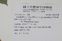 日本牛膝藏品圖，第2張