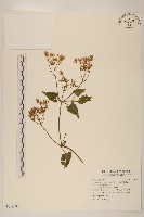 蔓澤蘭藏品圖，第1張