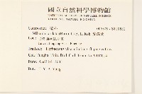 蔓澤蘭藏品圖，第2張