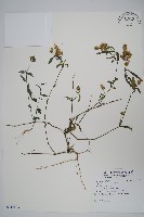 爵床藏品圖，第1張