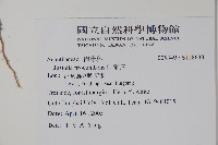 爵床藏品圖，第2張