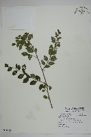 燈稱花、烏雞骨藏品圖，第1張