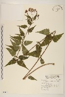 田代氏澤蘭藏品圖，第1張