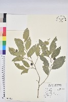 交力坪鐵色藏品圖，第1張