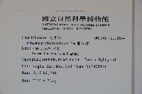 珊瑚樹藏品圖，第2張