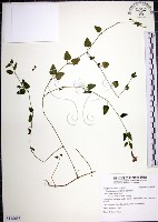 倒地蜈蚣藏品圖，第1張