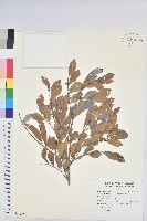 細葉饅頭果藏品圖，第1張