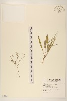 兔仔菜藏品圖，第1張