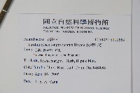 長穗馬藍藏品圖，第2張