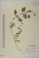 紫花霍香薊藏品圖，第1張