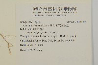 紫花霍香薊藏品圖，第2張