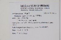 絨毛芙蓉蘭藏品圖，第2張