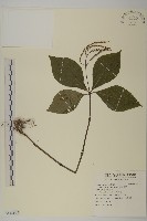 臺灣及己藏品圖，第1張