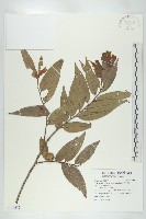 軟毛柿藏品圖，第1張