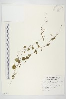 野牽牛藏品圖，第1張