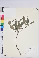 粗糠柴藏品圖，第1張