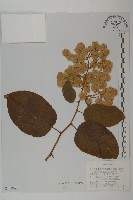 東北雷公藤藏品圖，第1張