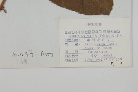 東北雷公藤藏品圖，第2張