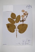 東北土當歸藏品圖，第1張