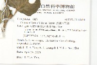 蘭嶼木耳菜藏品圖，第2張