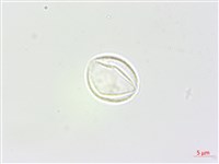 青苧麻藏品圖，第2張