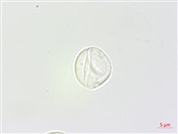 青苧麻藏品圖，第3張