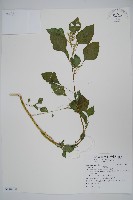 野莧菜藏品圖，第1張