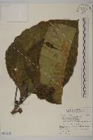 異子藤、蘭嶼錐頭麻、銳葉疚意奇羅麻藏品圖，第1張