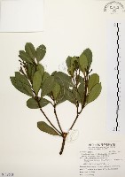 厚葉石斑木藏品圖，第1張