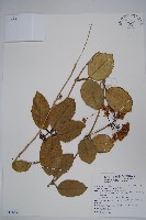 毬蘭藏品圖，第1張