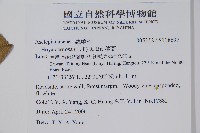 毬蘭藏品圖，第2張