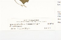 銳葉牽牛藏品圖，第3張