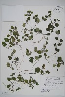 匍匐半插花藏品圖，第1張